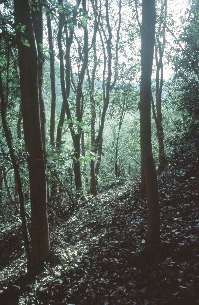 Forest 森林